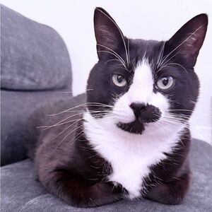 Meet your Posher, Karli